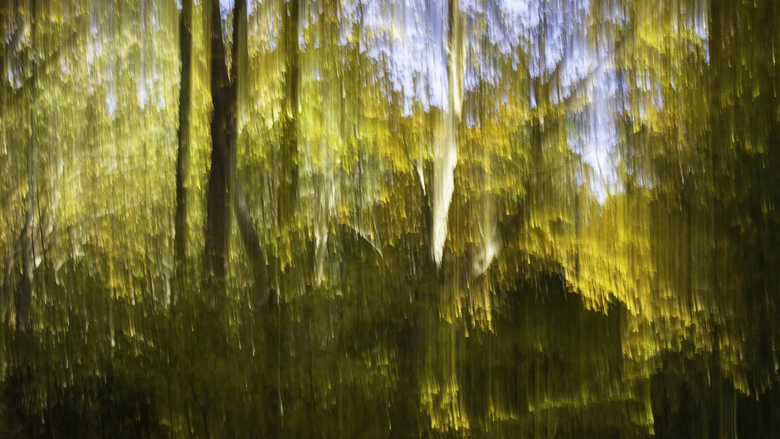 Forested landscape in the Pocono Mountains of Pennsylvania
