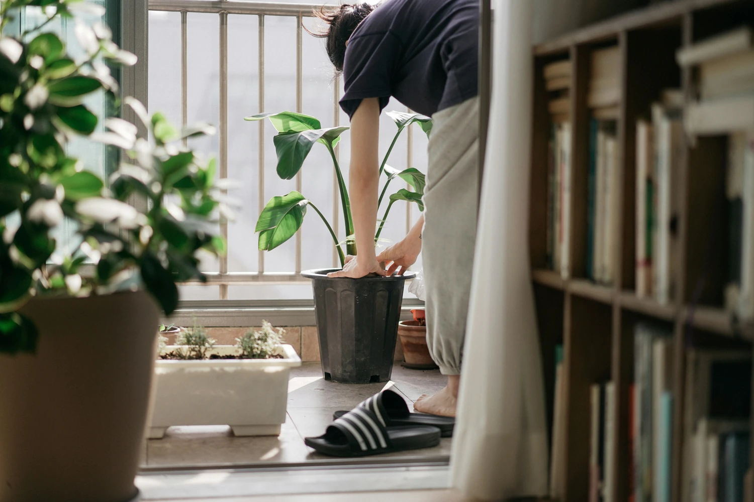 Person watering indoor plants beside a bookshelf