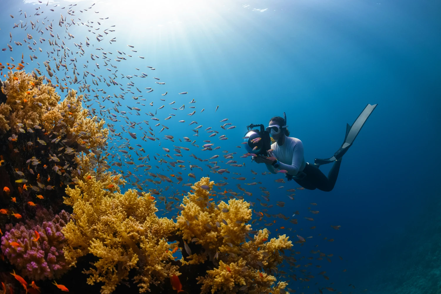 Scuba diver swimming above coral and a school of fish